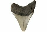 Fossil Megalodon Tooth - North Carolina #183344-1